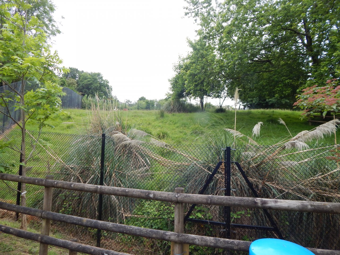 Eastern bongo exhibit 130624