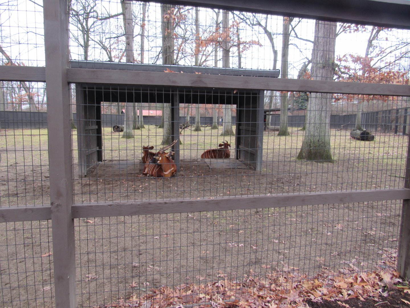 Eastern Bongo Exhibit