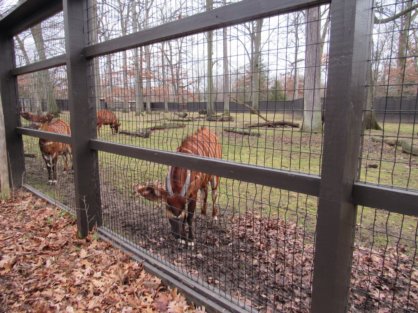 Eastern Bongo Exhibit