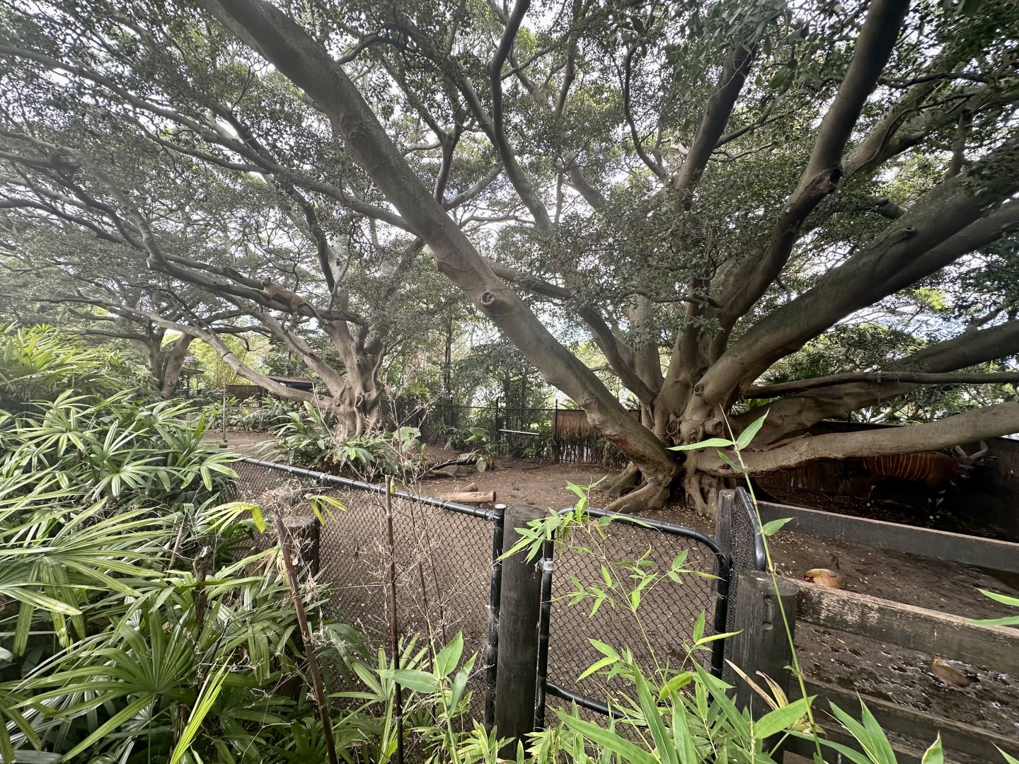 Eastern Bongo Exhibit