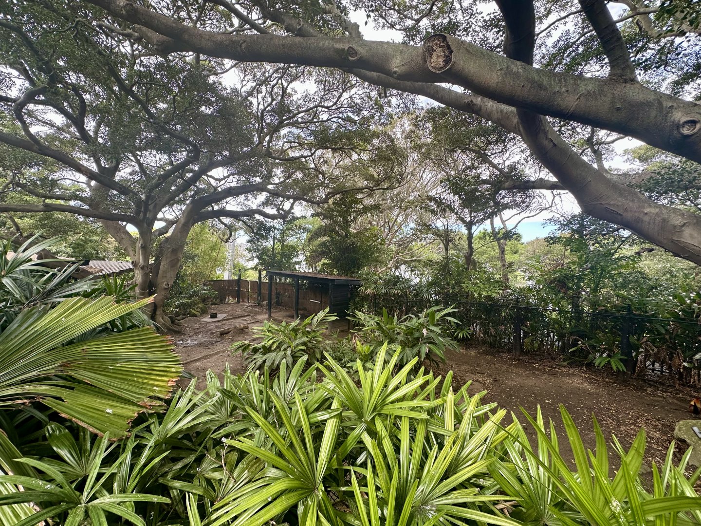 Eastern Bongo Exhibit