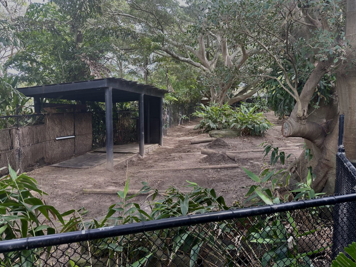 Eastern Bongo Exhibit