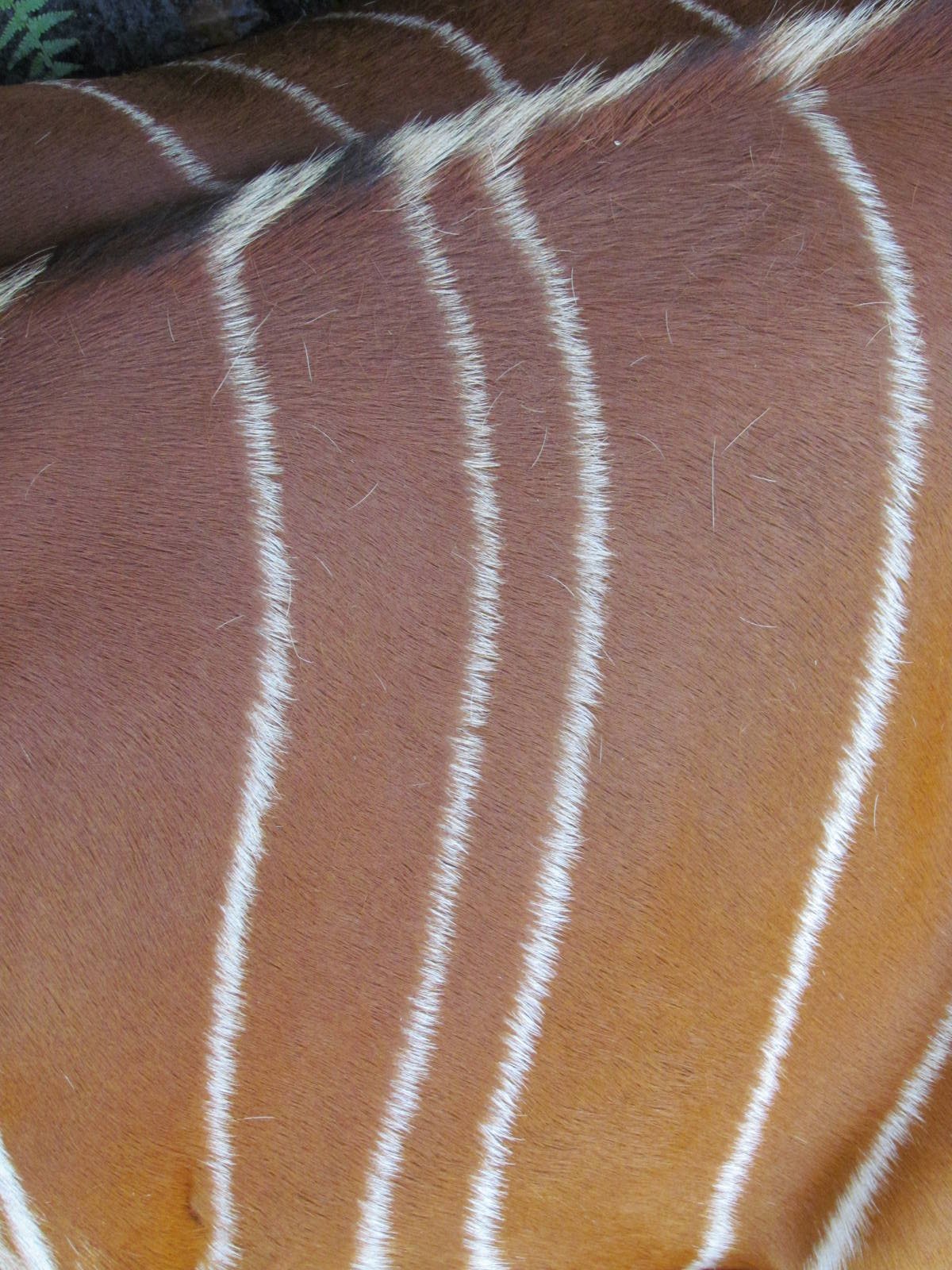 Eastern Bongo Fur