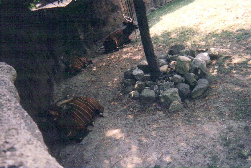 Eastern Bongo Herd
