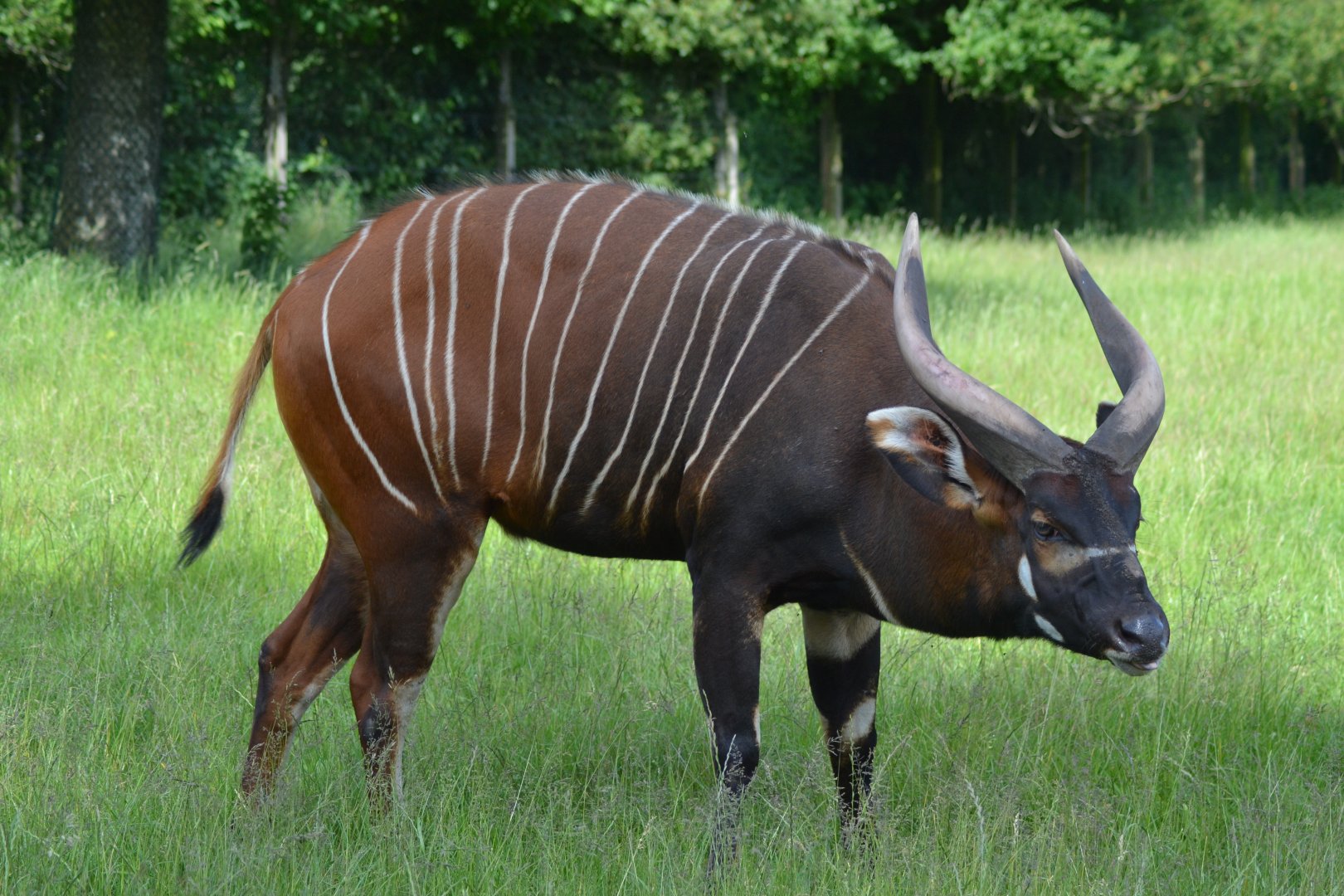 Eastern bongo in Givskud Zoo