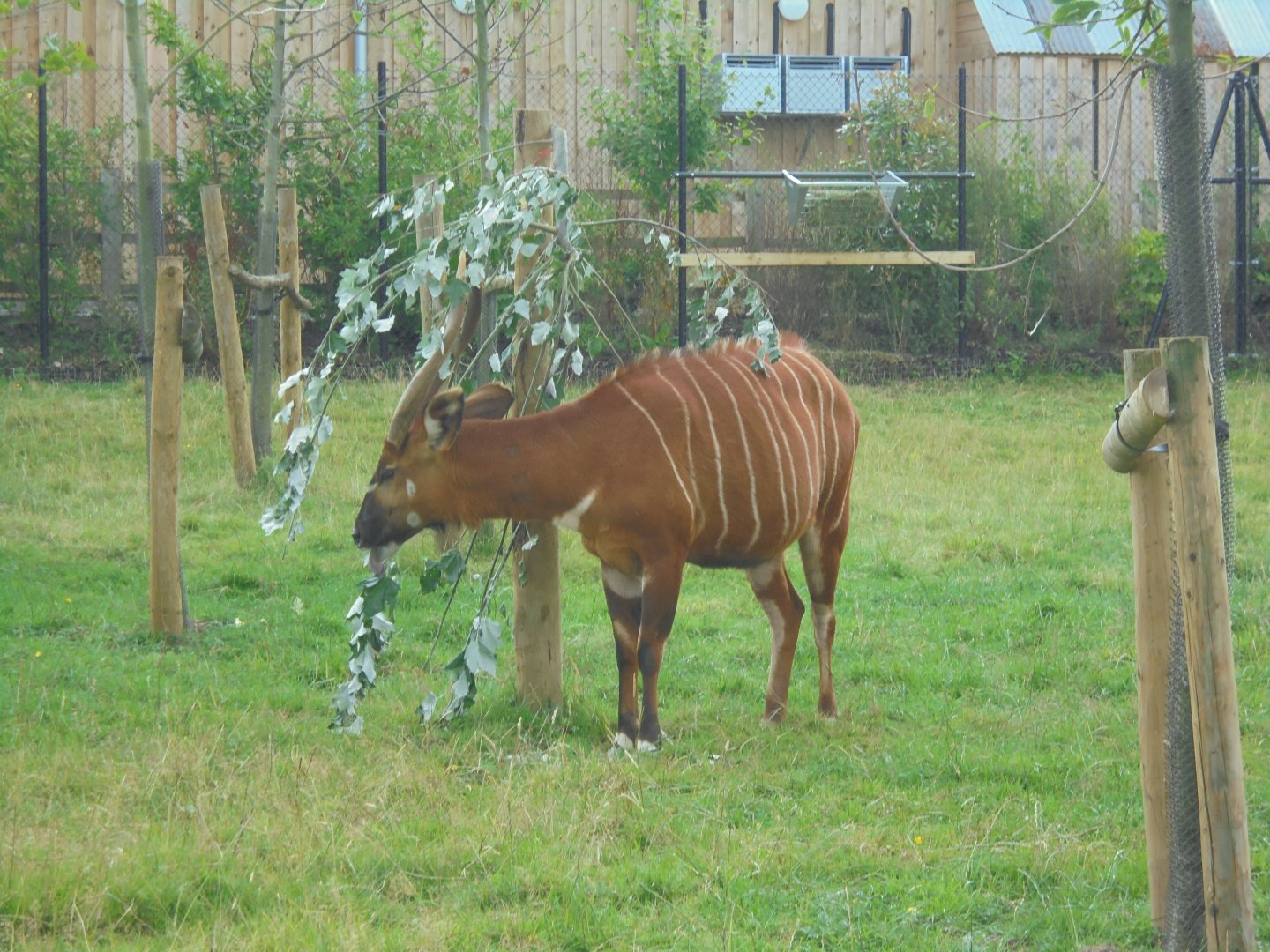 Eastern bongo in old paddock