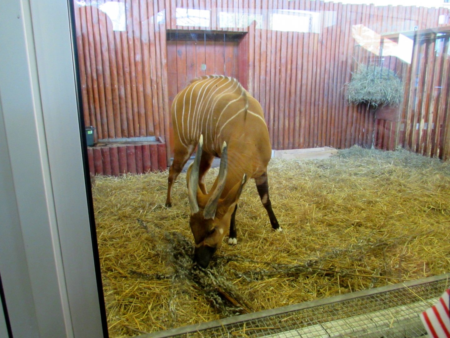 Eastern Bongo - indoor paddock
