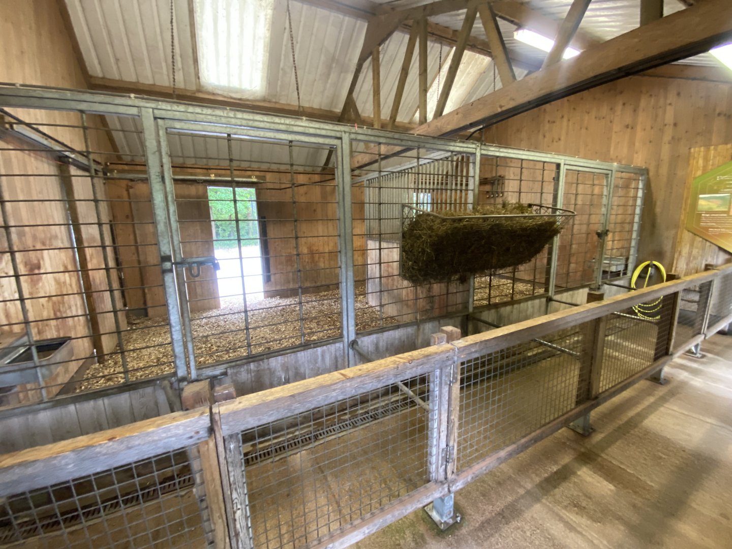 Eastern bongo indoors 130624