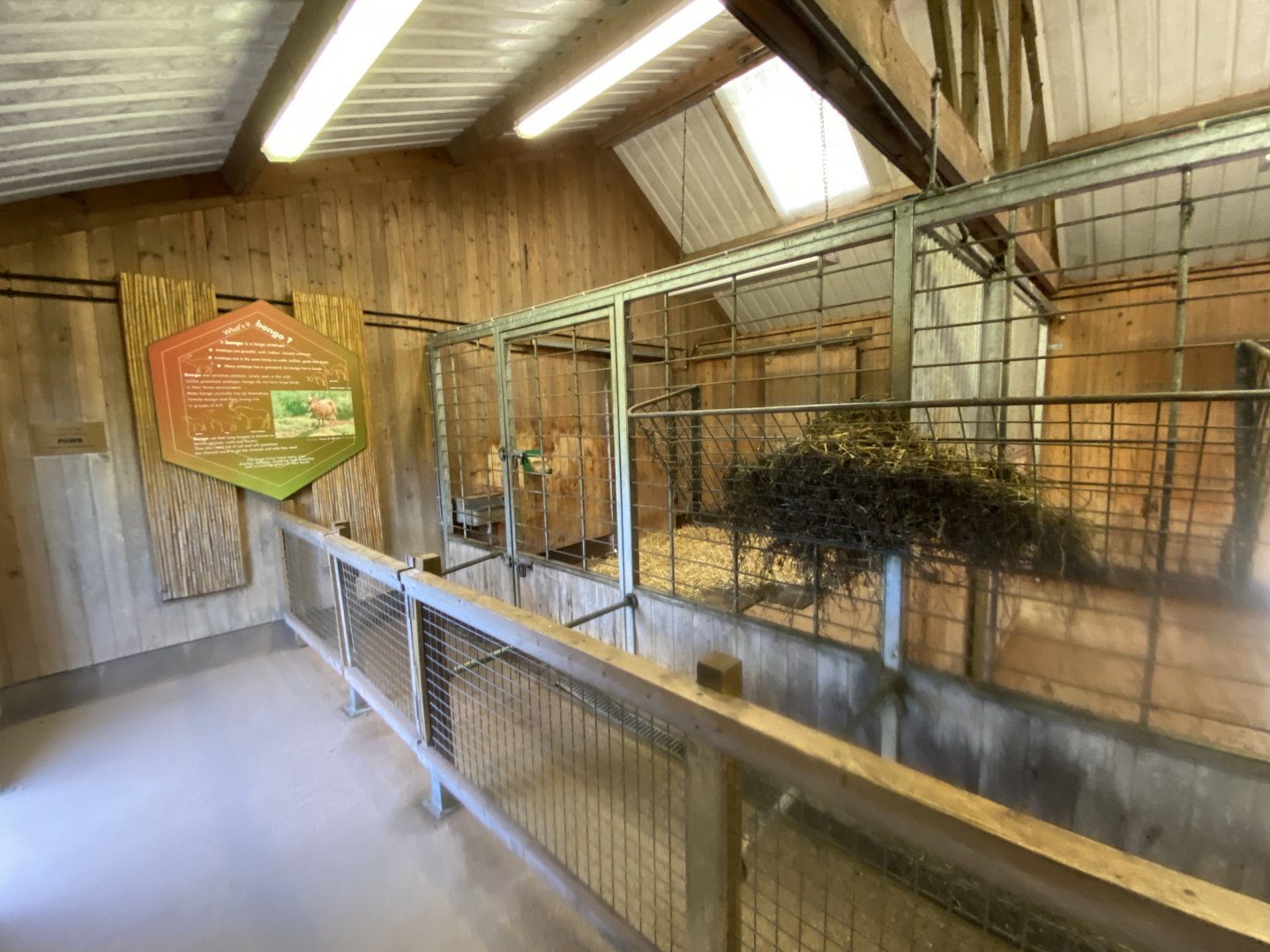 Eastern bongo indoors 201121