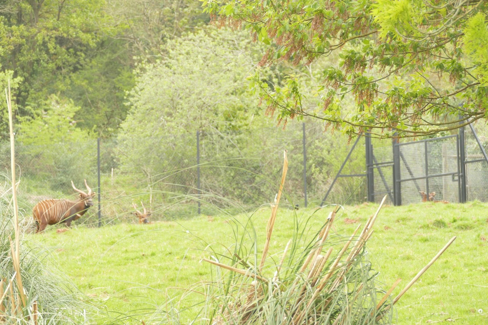 Eastern bongo, May 2021