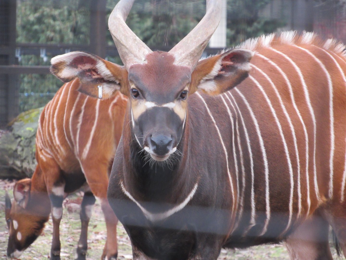 Eastern Bongo Moose