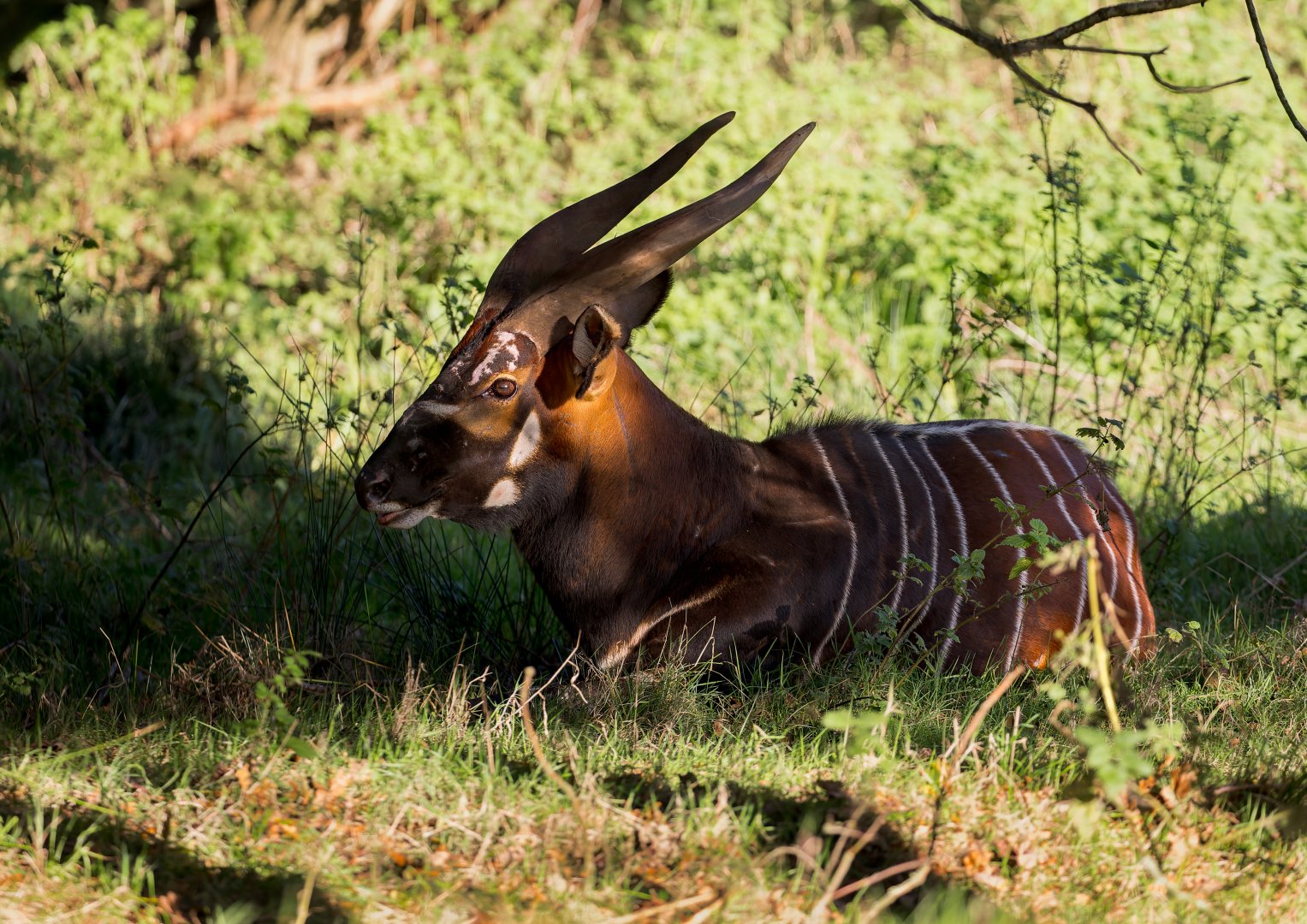 Eastern Bongo (Mtoto) / Watatunga / 7-11-23