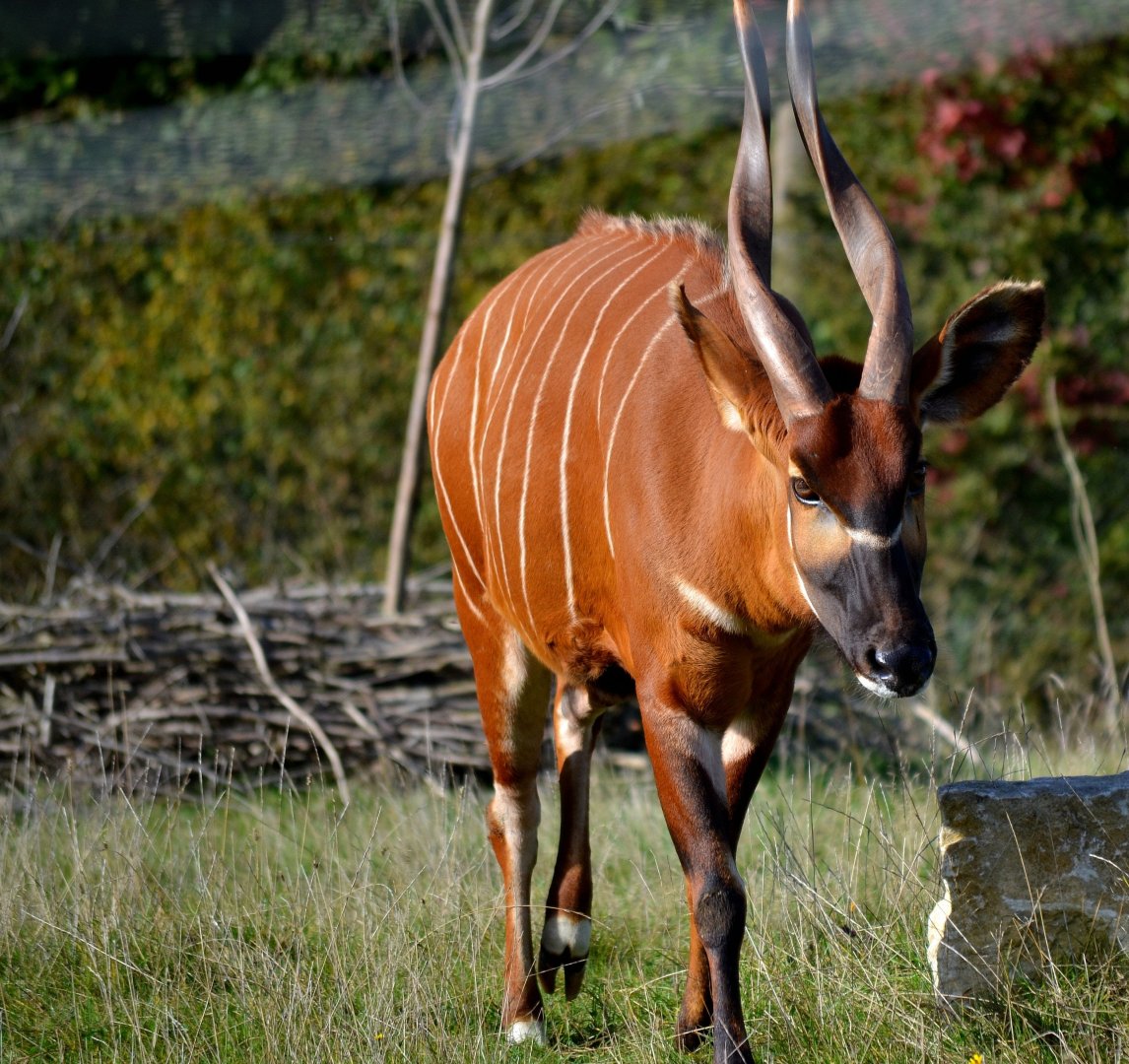Eastern Bongo - October 2016