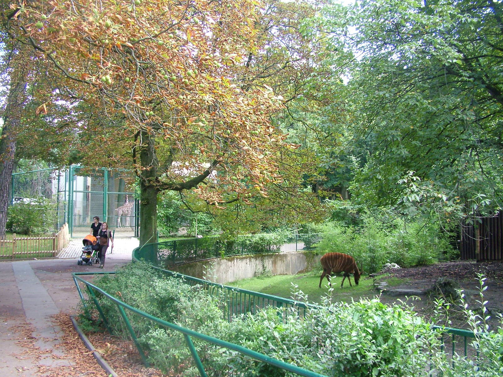 Eastern Bongo Paddock at Frankfurt 31/08/10