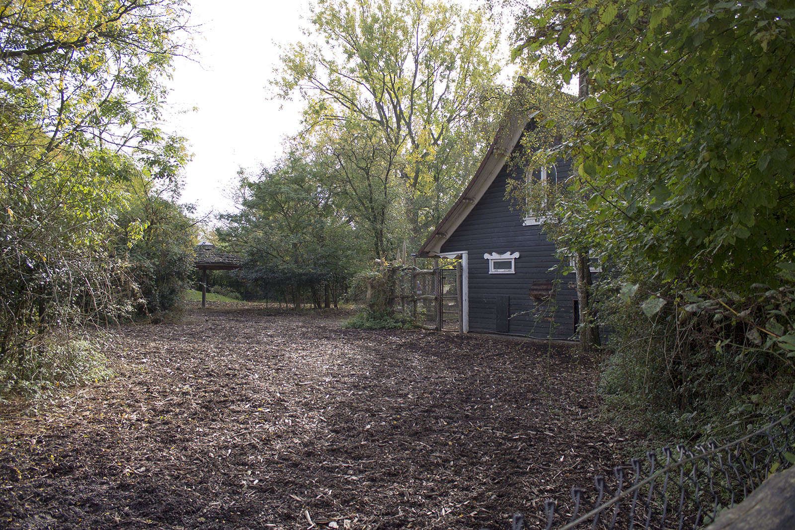 Eastern bongo paddock