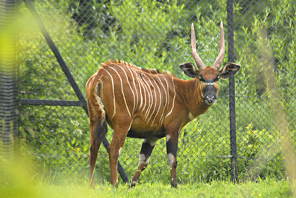 Eastern Bongo - Paignton Zoo 2024