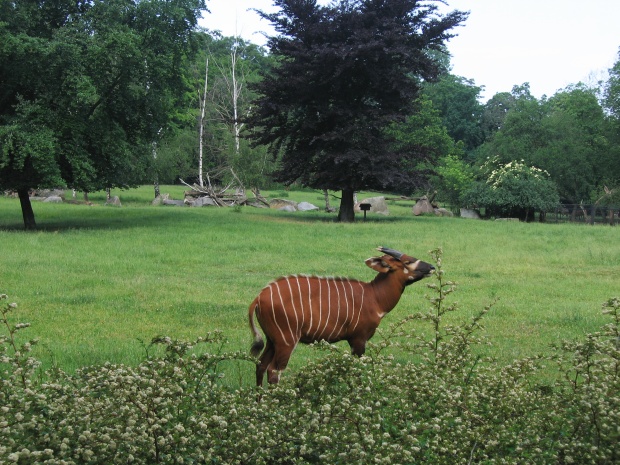 Eastern Bongo @ Prague zoo