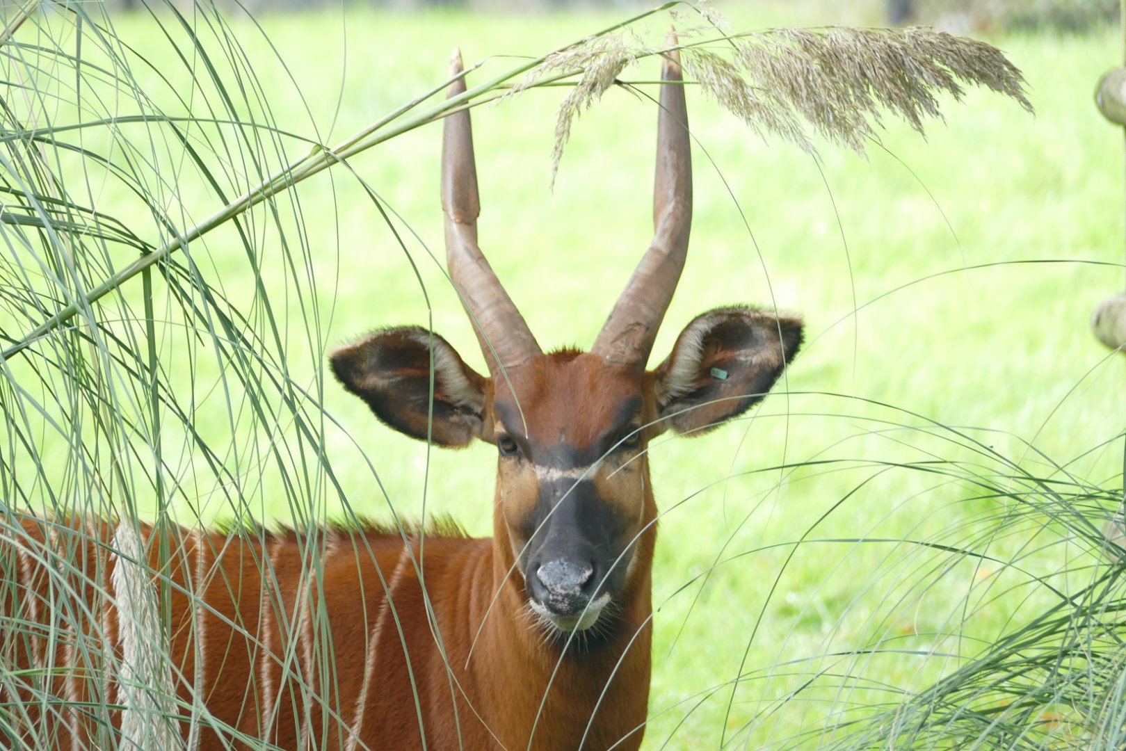 Eastern Bongo, September 2020