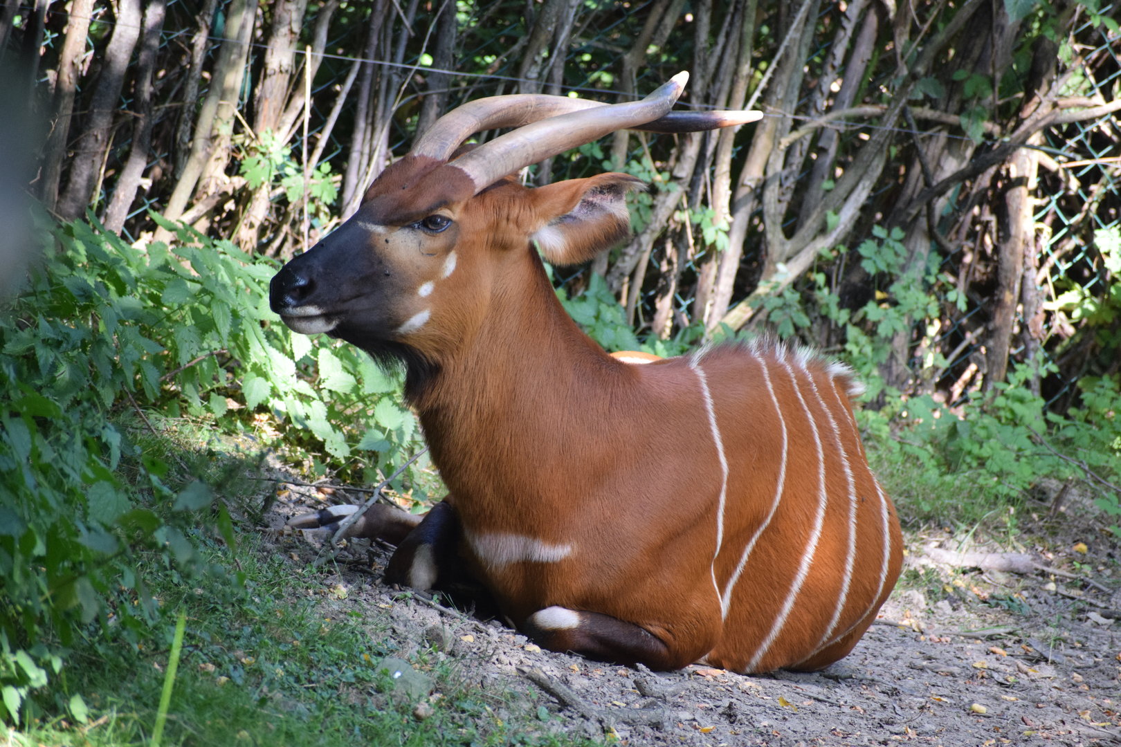 Eastern bongo - September 2023