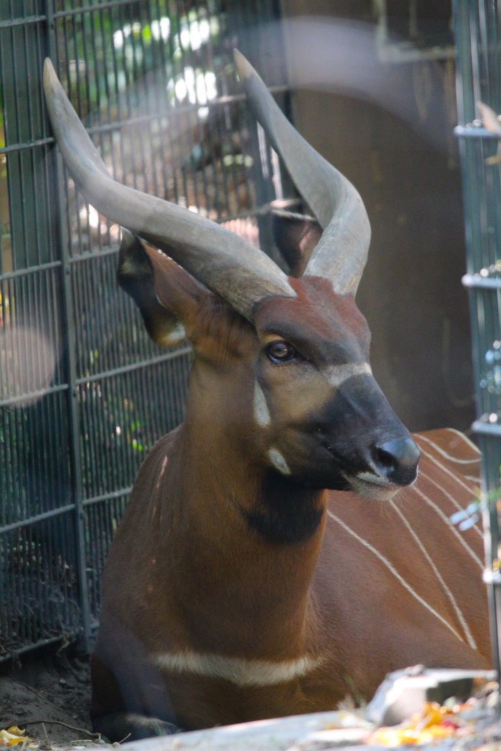 Eastern Bongo- September 2024