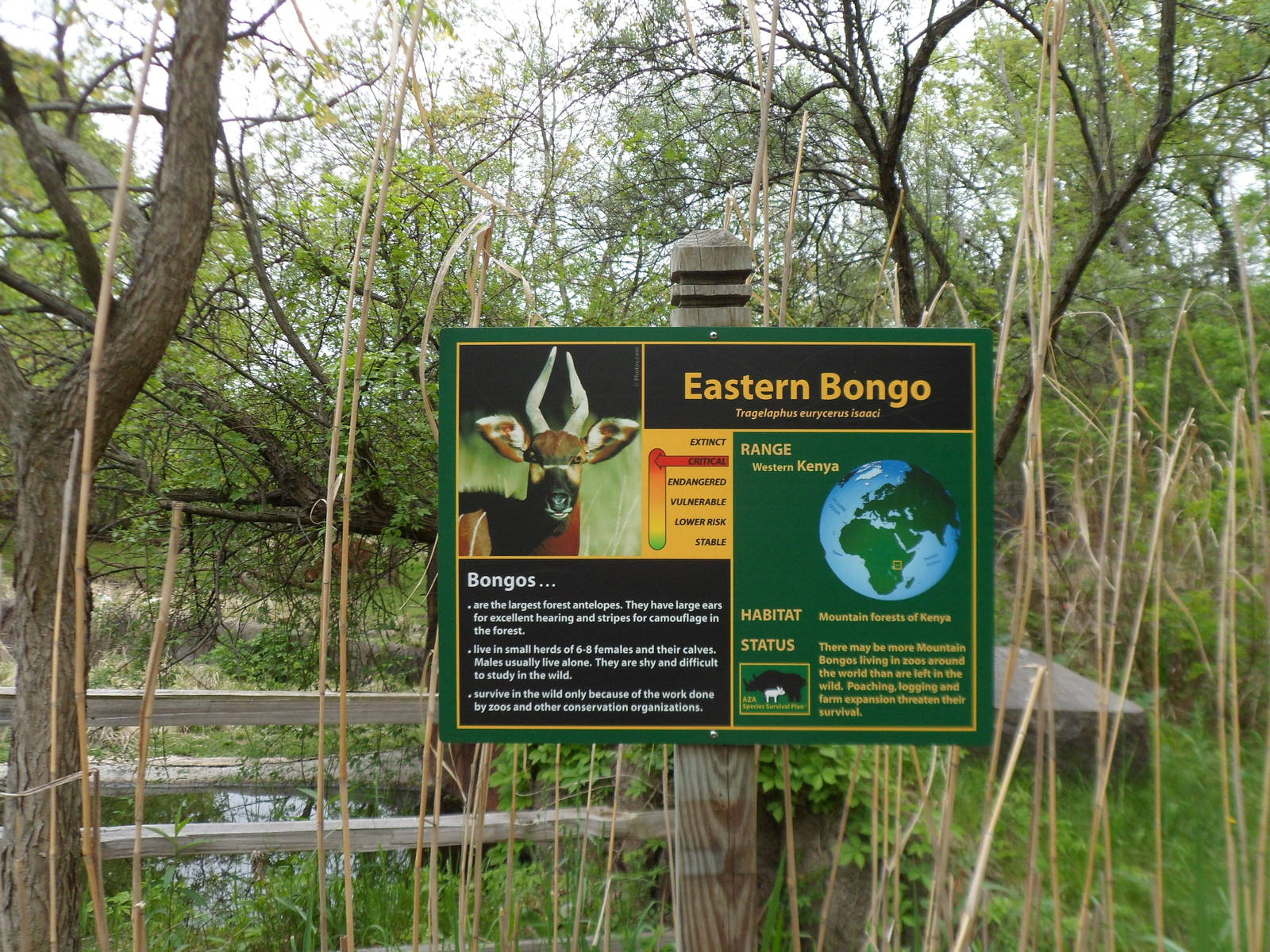 Eastern Bongo Sign
