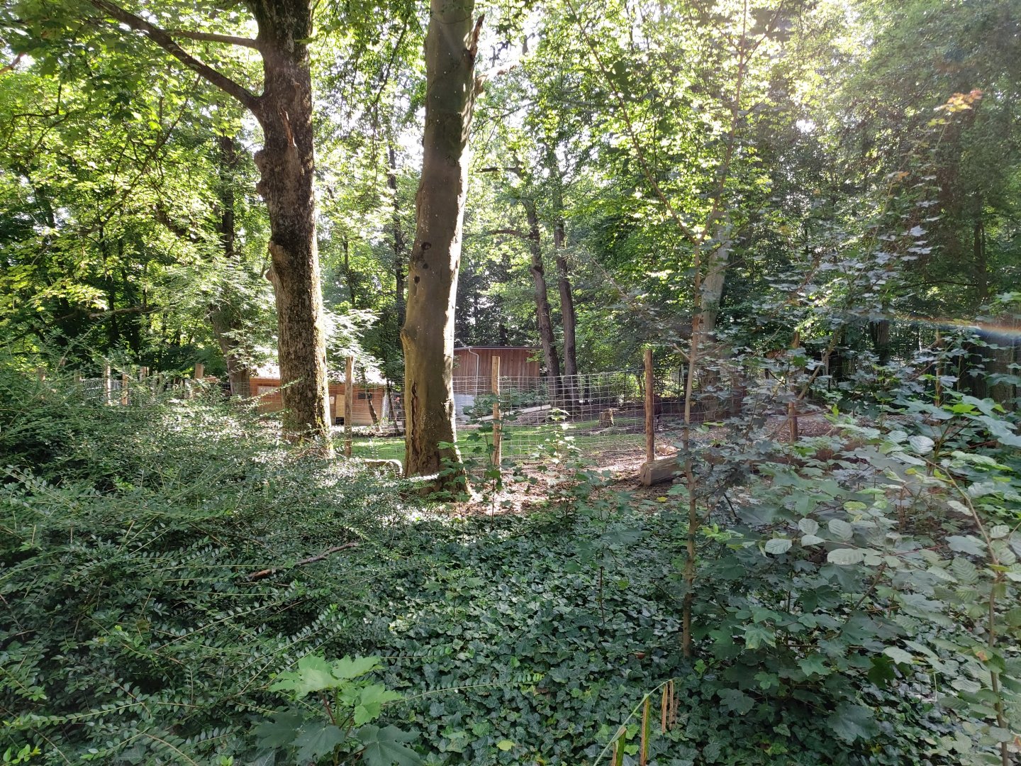 Eastern bongo & Southern ground hornbill enclosure (wooded part)