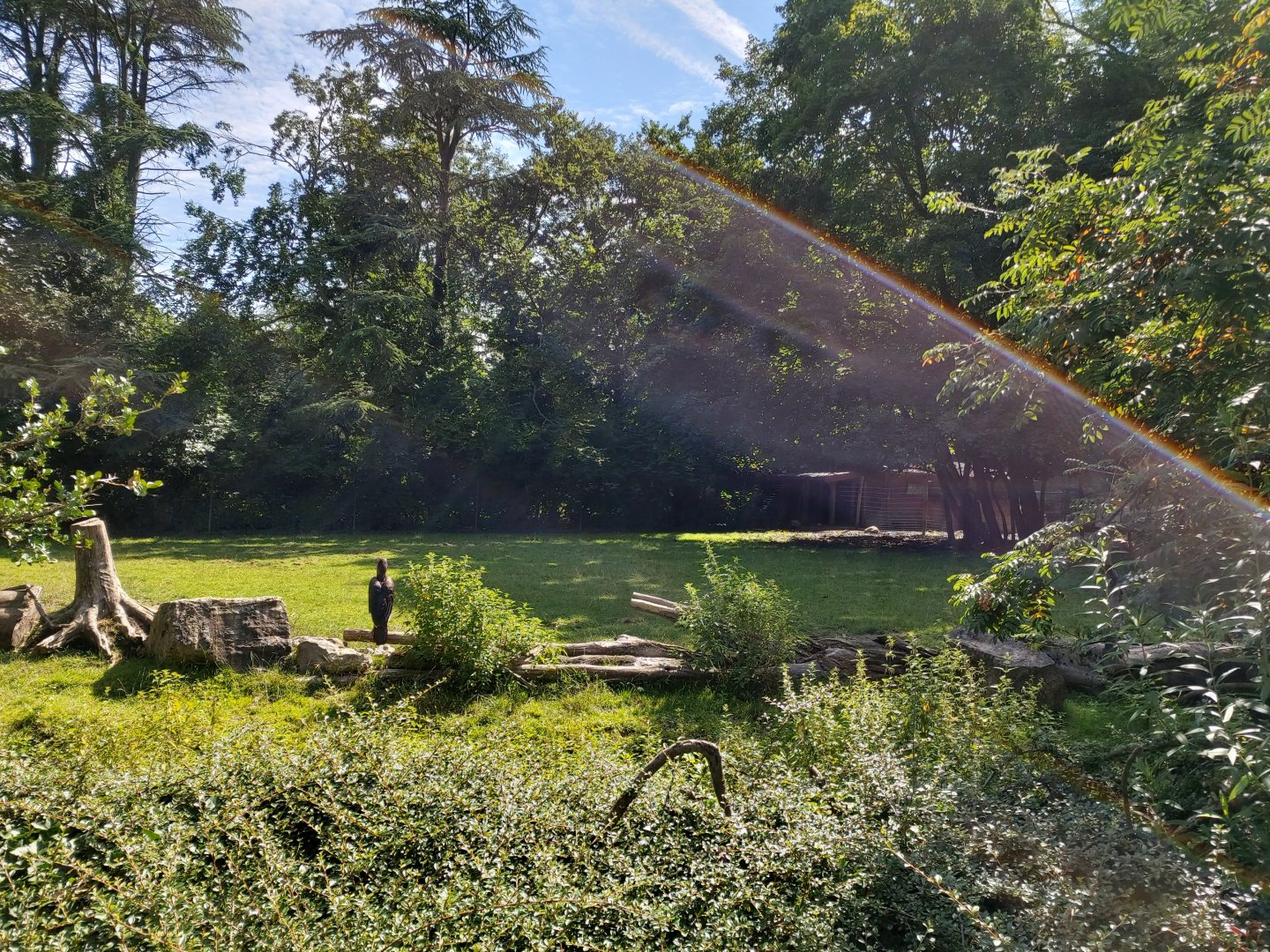 Eastern bongo & Southern ground hornbill enclosure