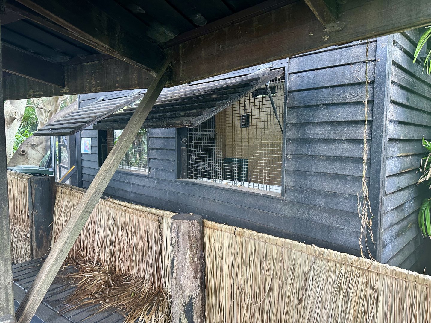 Eastern Bongo Stable