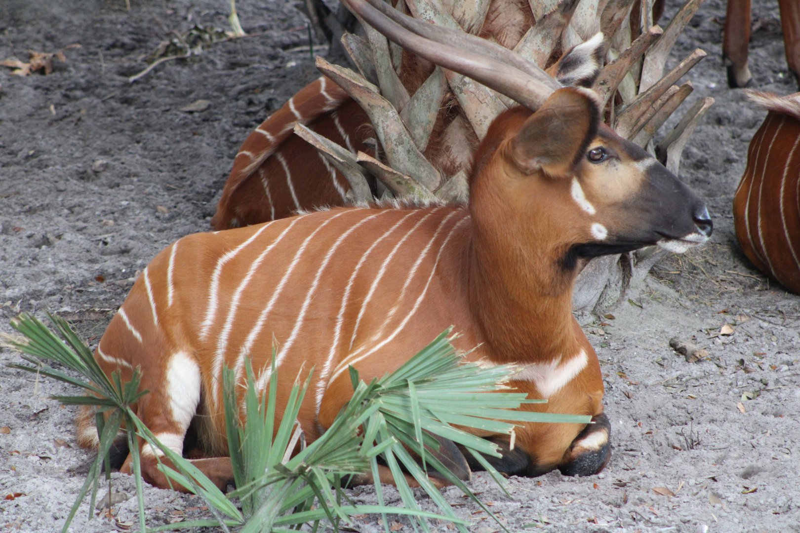Eastern Bongo (T. e. isaaci)