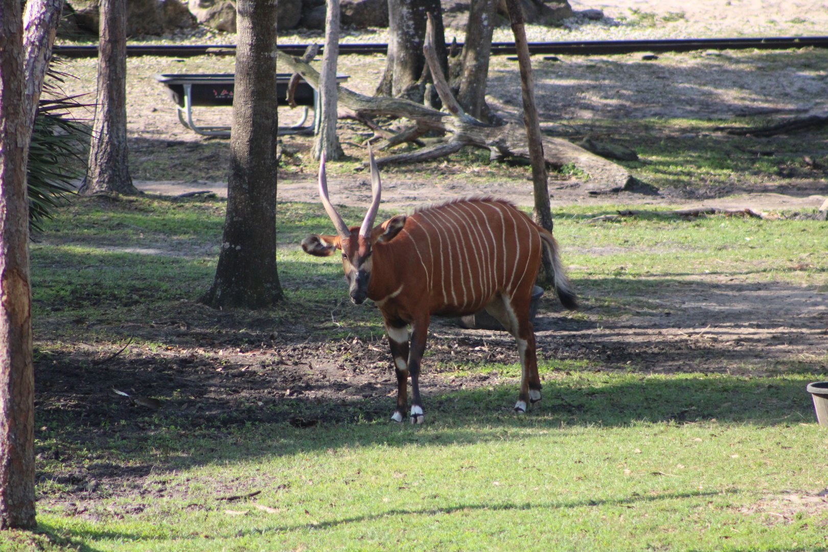 Eastern Bongo (T. e. isaaci)