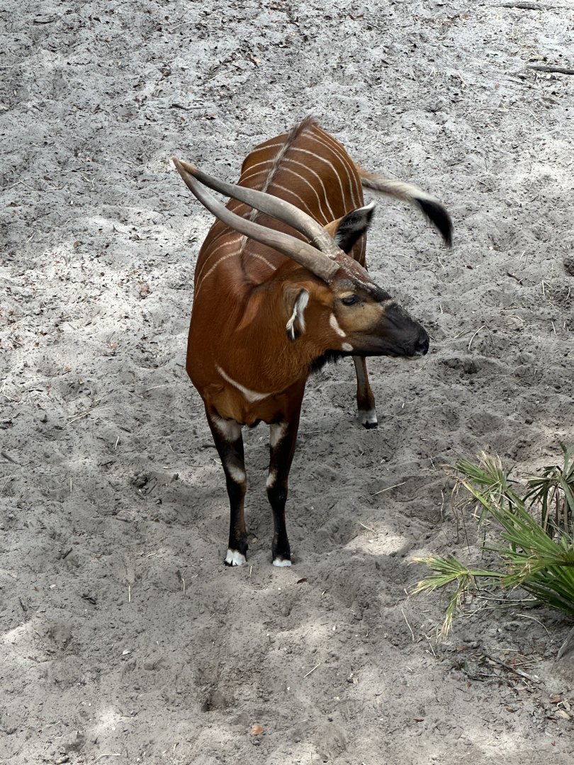 Eastern Bongo (T. e. isaaci)