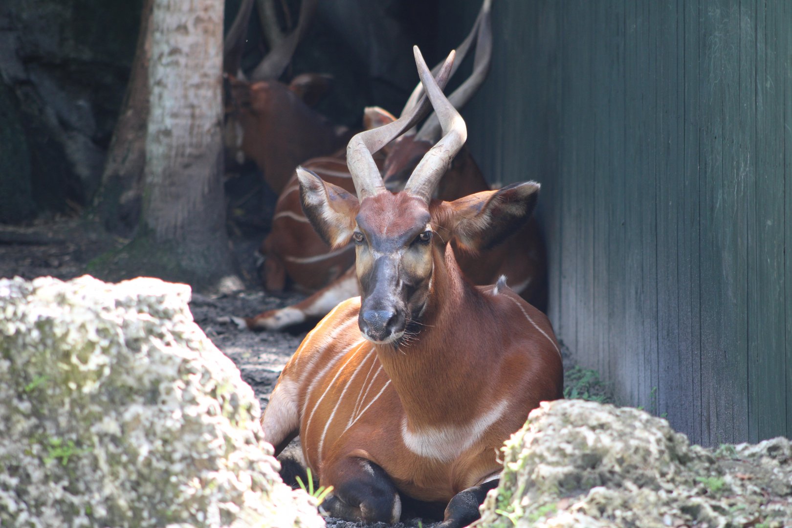 Eastern Bongo (T. e. isaaci)