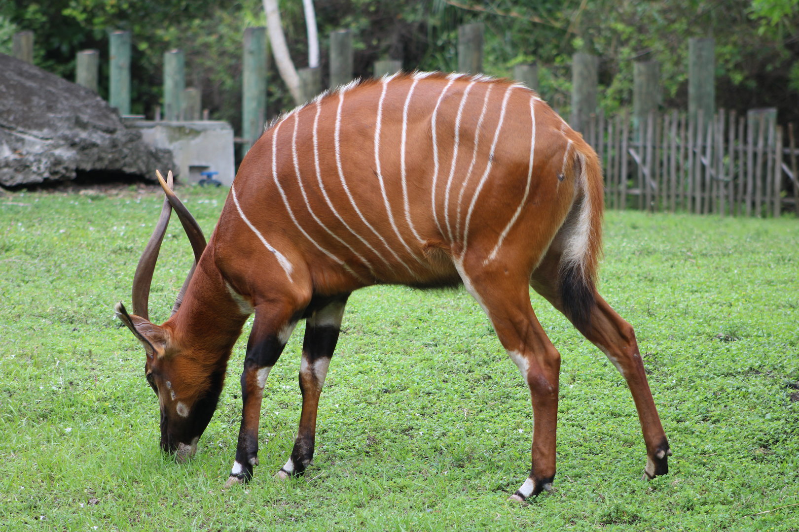 Eastern Bongo (T. e. issaci)