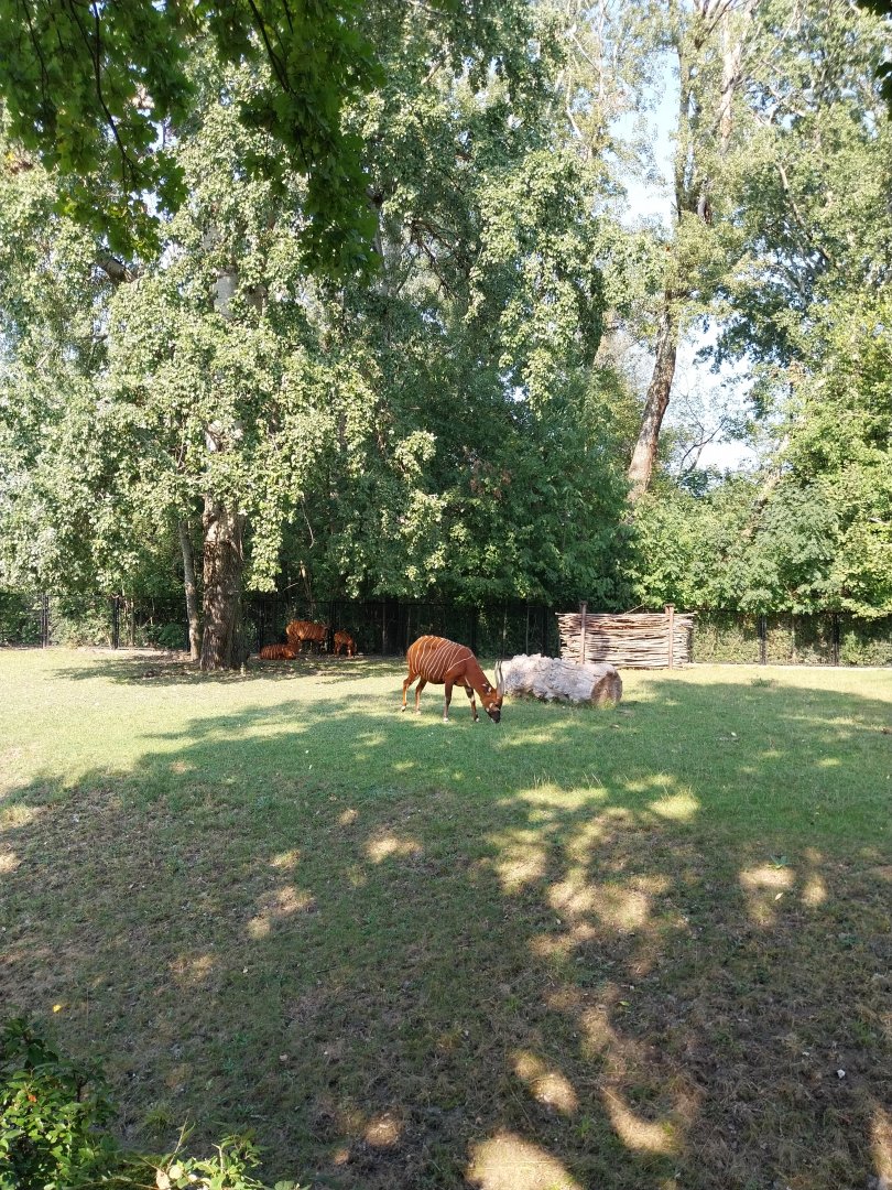 Eastern bongo (Tragelaphus euryceris isaaci)