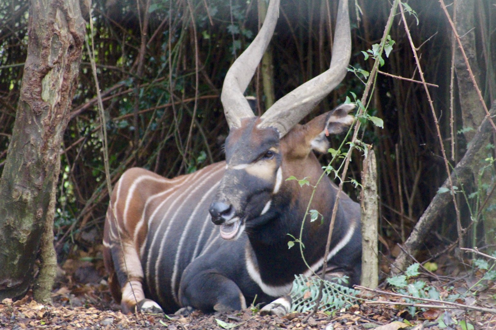 Eastern bongo (Tragelaphus eurycerus isaaci) at Dublin Zoo - 27/12/2021