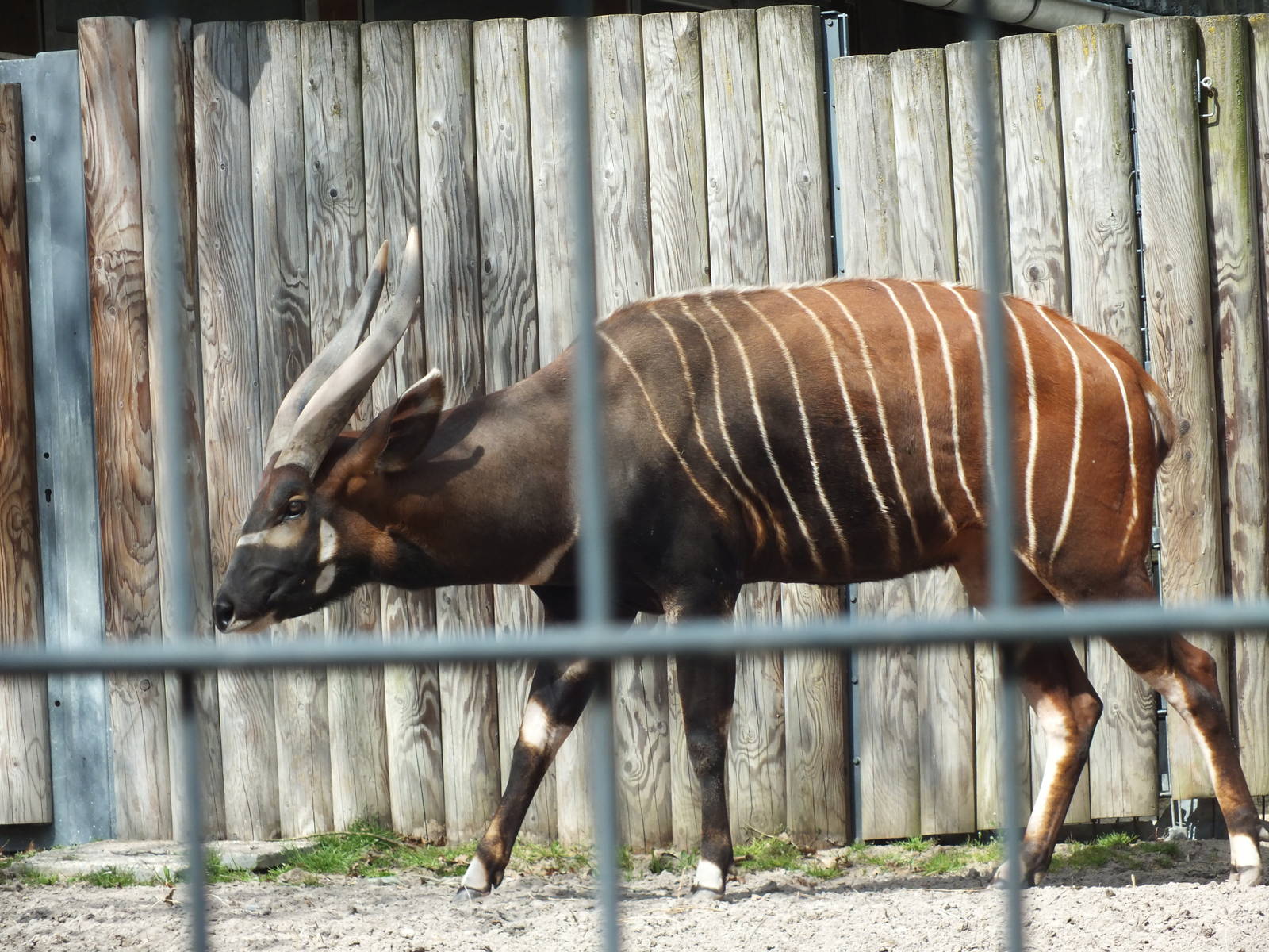 Eastern Bongo (Tragelaphus eurycerus isaaci) at Wilhelma - April 10th 2015