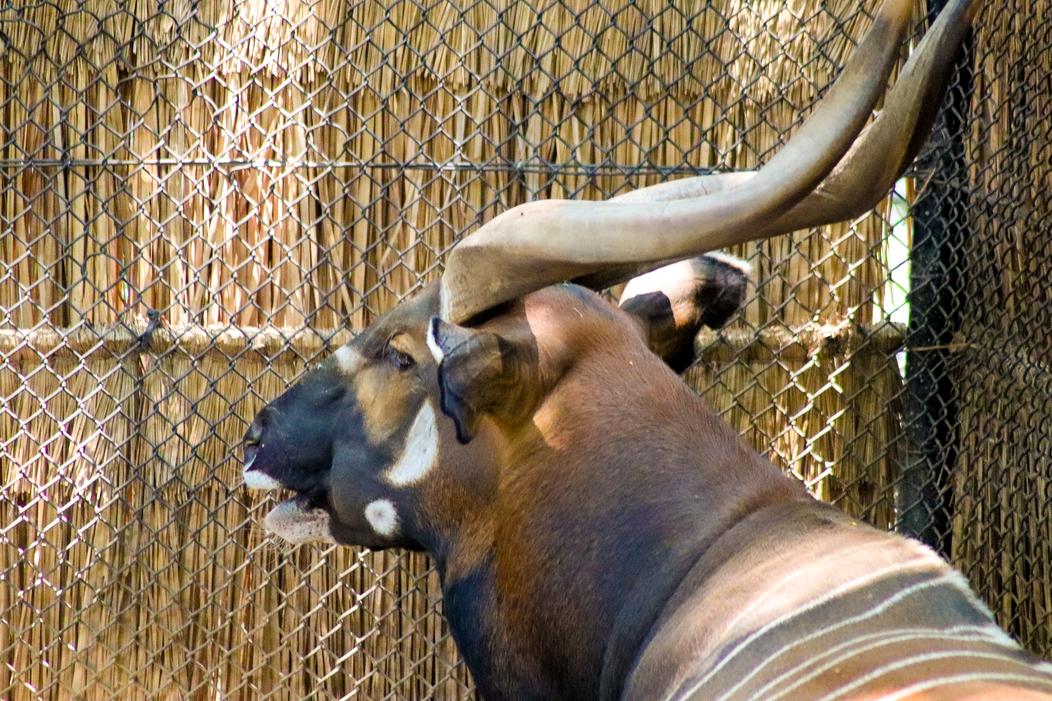 Eastern Bongo (Tragelaphus eurycerus isaaci) - December 2019