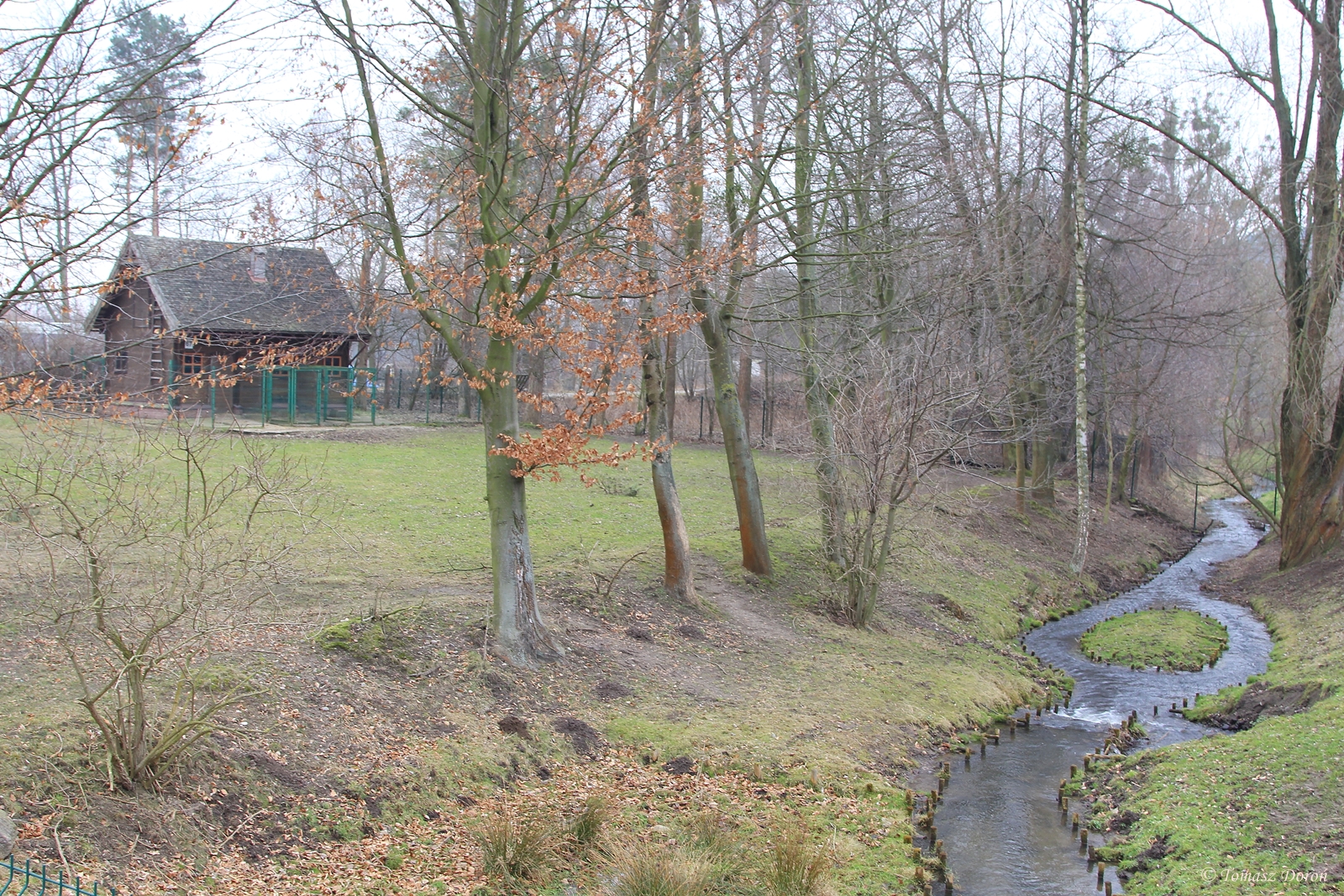 Eastern Bongo (Tragelaphus eurycerus isaaci) paddock