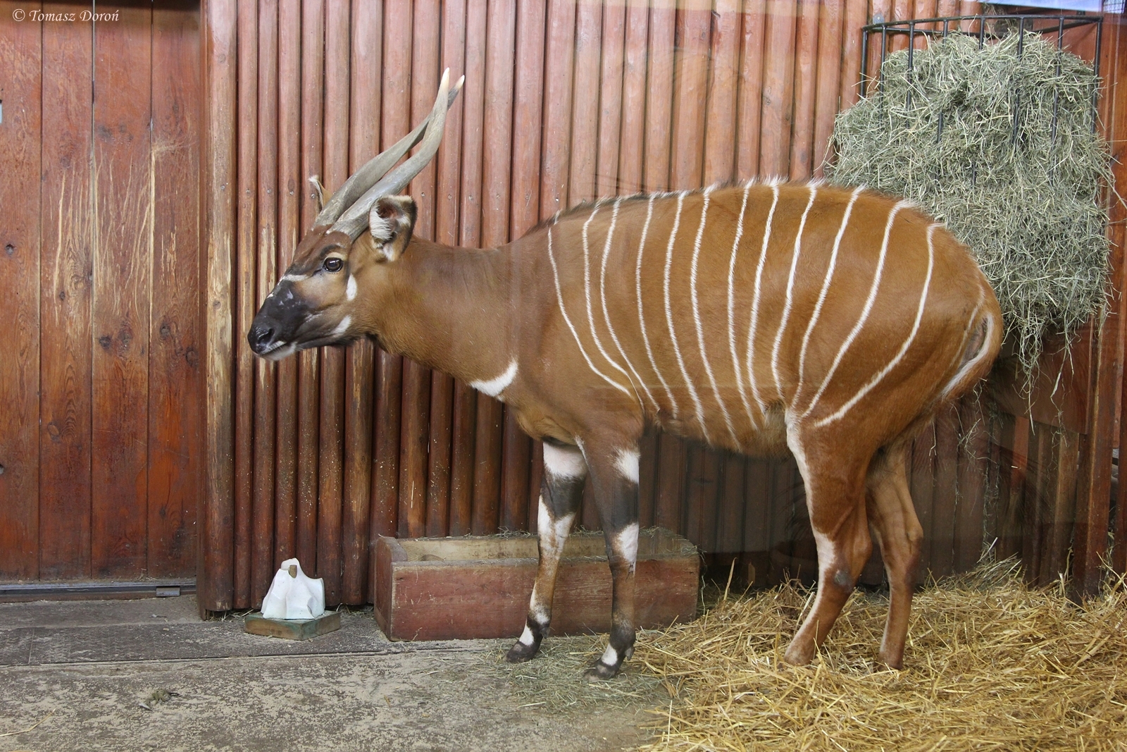 Eastern Bongo (Tragelaphus eurycerus isaaci)