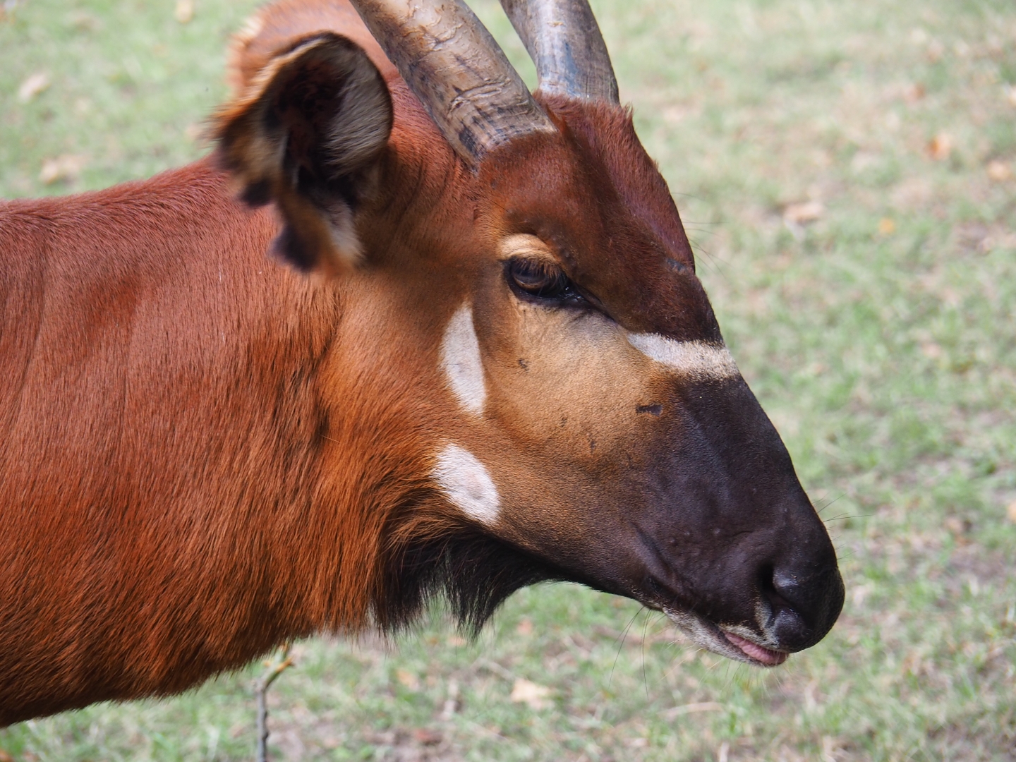 Eastern bongo (Tragelaphus eurycerus isaaci)