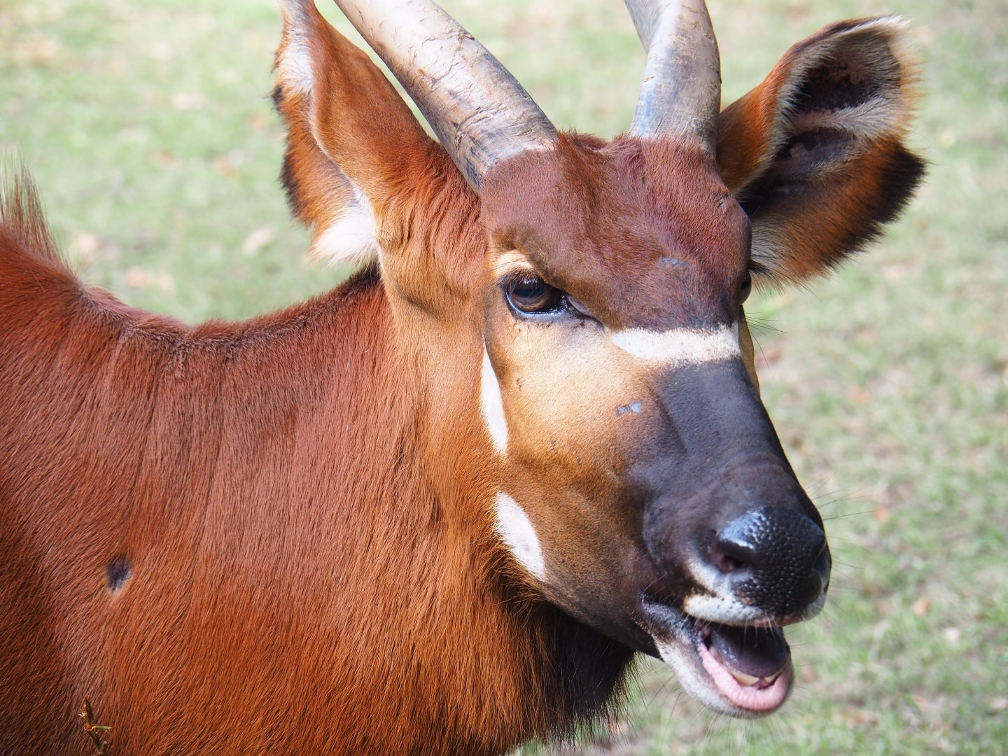 Eastern bongo (Tragelaphus eurycerus isaaci)