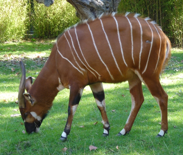 Eastern bongo (Tragelaphus eurycerus isaaci)