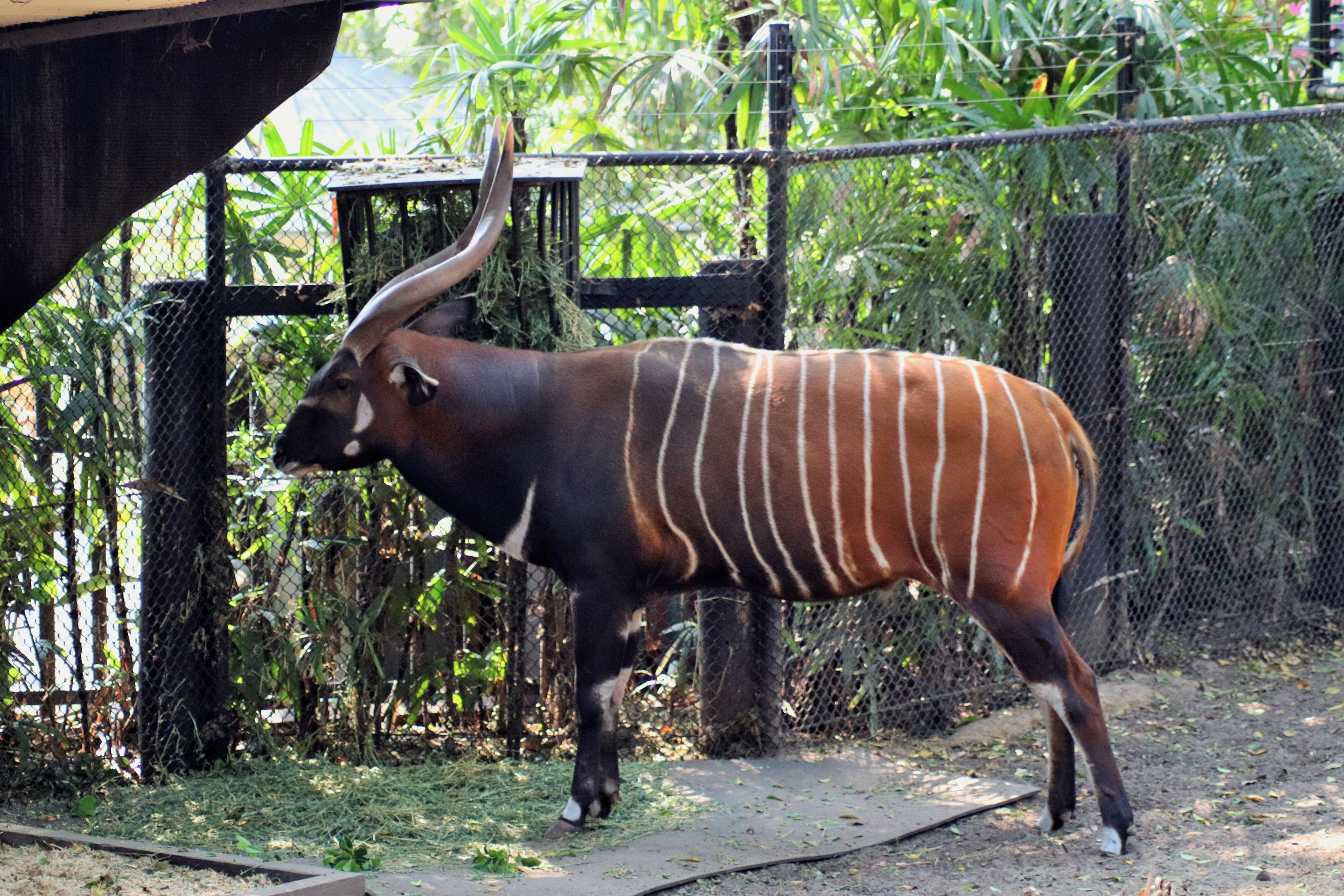 Eastern Bongo (Tragelaphus eurycerus isaaci)