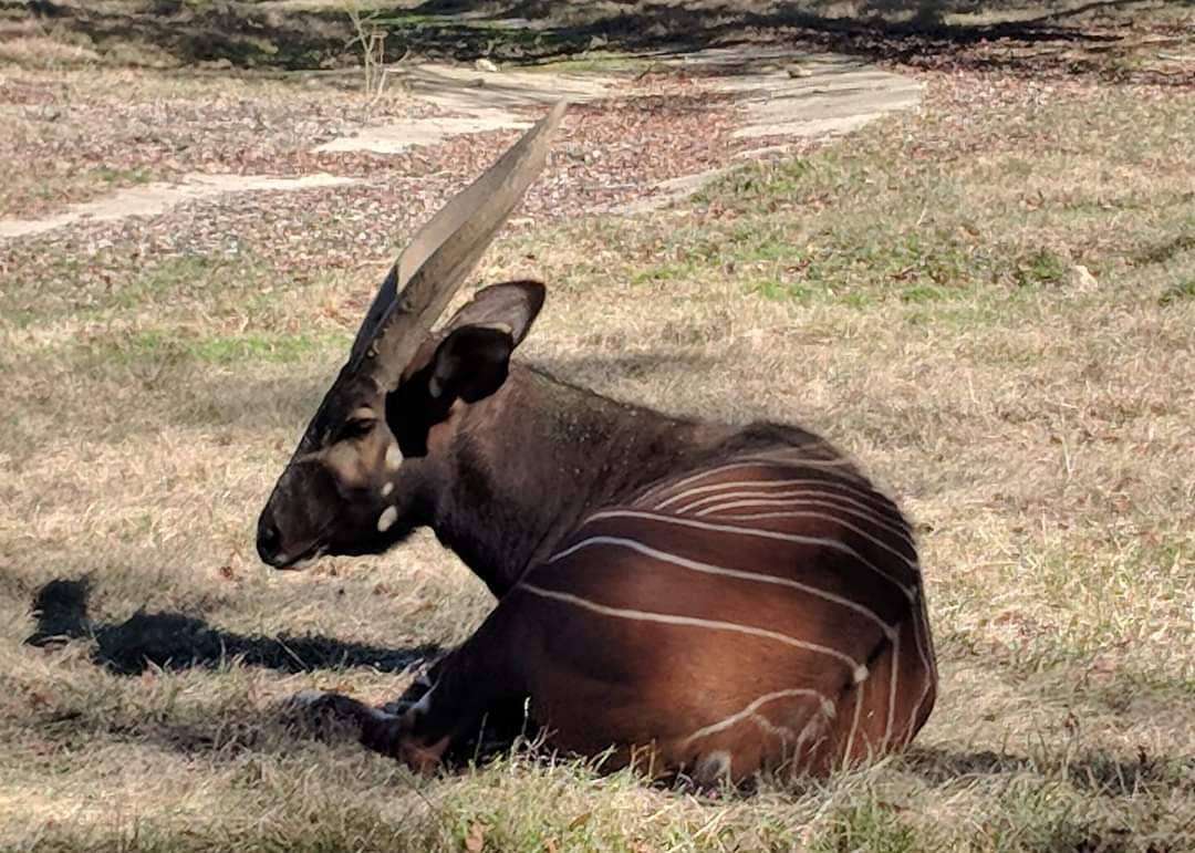 Eastern bongo (Tragelaphus eurycerus isaaci)