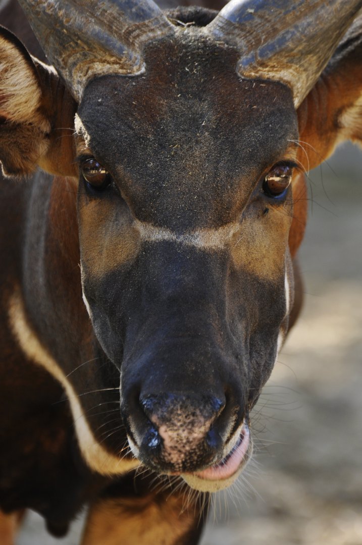 Eastern bongo (Tragelaphus eurycerus isaaci)