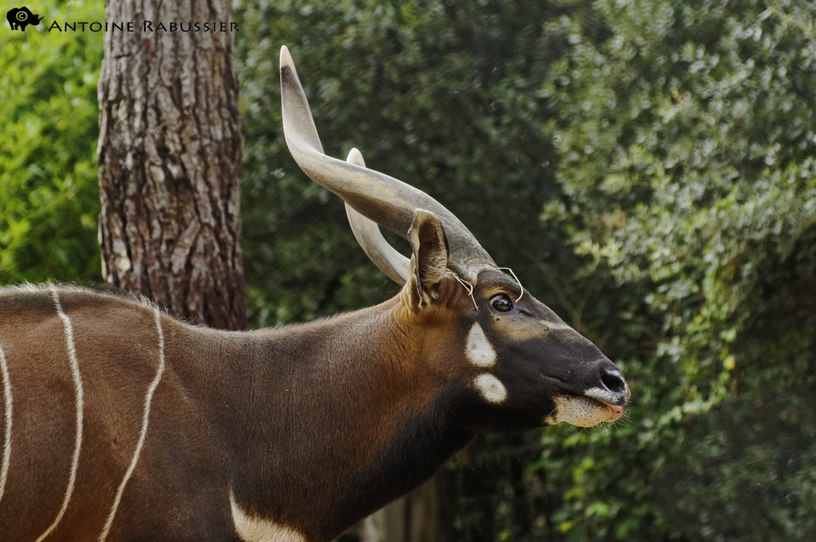 Eastern bongo (Tragelaphus eurycerus isaaci)