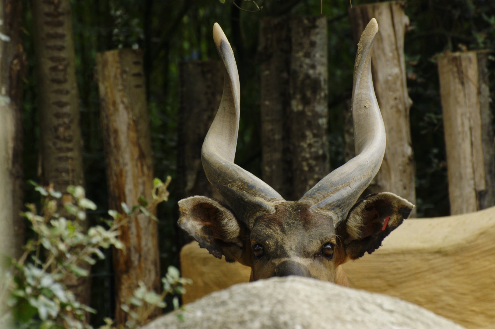 Eastern bongo (Tragelaphus eurycerus isaaci)