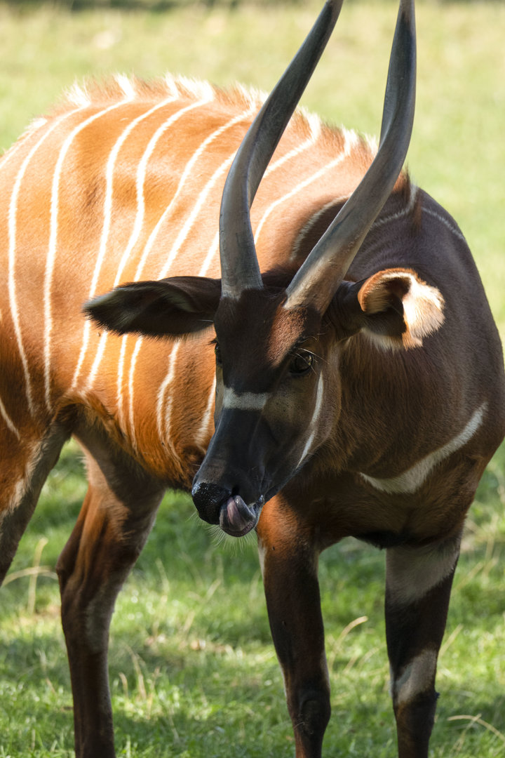 Eastern bongo (Tragelaphus eurycerus isaaci)