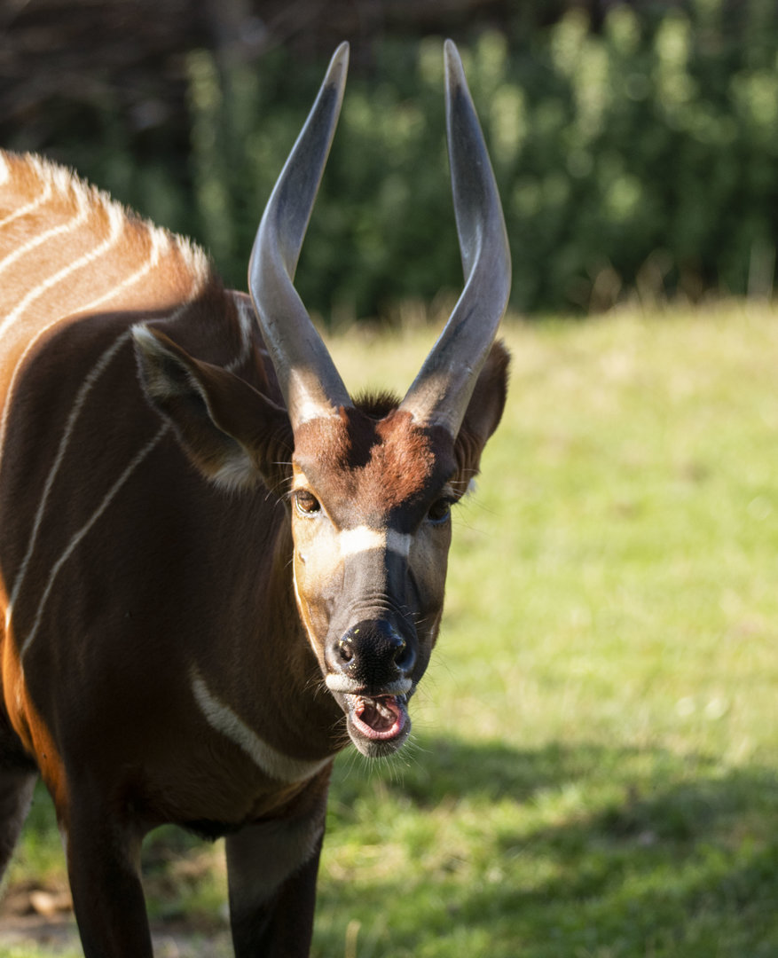 Eastern bongo (Tragelaphus eurycerus isaaci)