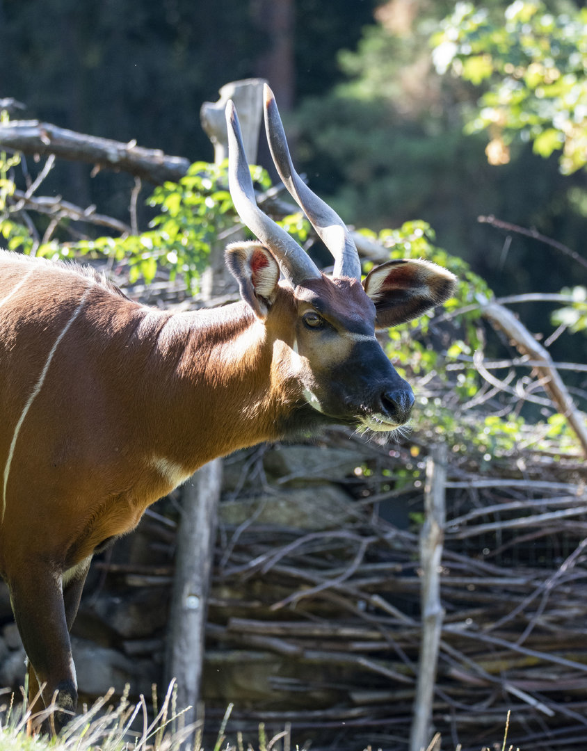 Eastern bongo (Tragelaphus eurycerus isaaci)
